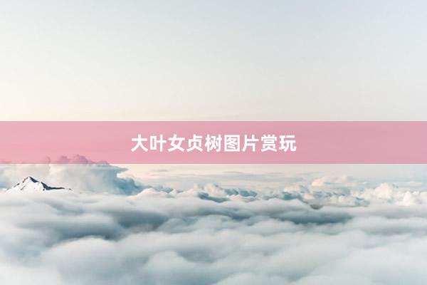 大叶女贞树图片赏玩